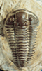 Trilobite, Rock